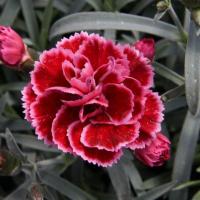 Dianthus diantica 'Burgundy' - hvozdík vytrvalý