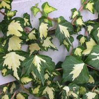 Hedera helix 'Goldheart' - břečťan popínavý