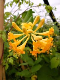 Lonicera x brownii 'Golden Trumpet' - zimolez Brownův