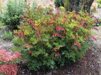 Dicentra spectabilis - srdcovka nádherná