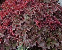 Heuchera americana 'Melting Fire' - dlužicha purpurová