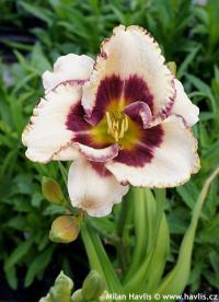 Hemerocallis 'Border Music' - denivka