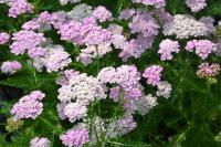 Achillea millefolium 'Apple Blossom' - řebříček