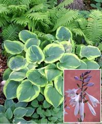 Hosta 'Abiqua Moonbeam' - bohyška, hosta