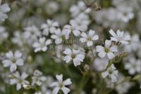 Gypsophila paniculata - nevěstin závoj, šater