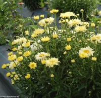 Leucanthemum 'Goldfinch' - kopretina (TERRA NOVA NURSERIES)