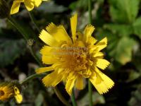 Hieracium maculatum 'Leopard' - jestřábník