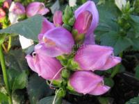 Chelone obliqua - štítovka, želvice