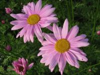 Chrysanthemum coccineum 'Robinson Pink' - kopretina růžová