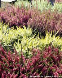 Calluna vulgaris 'Garden Girls' - vřes obecný