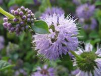 Mentha pulegium - máta polej