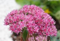 Sedum telephium 'Little Red' - rozchodník nachový