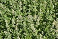 Nepeta cataria ssp. citriodora - šanta kočičí