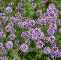 Phuopsis stylosa - kříženka růžová