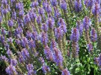 Salvia nemorosa 'Blauhügel' - šalvěj hajní