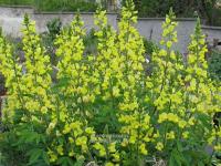 Thermopsis chinensis - vlčinec čínský