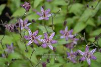 Tricyrtis formosana 'Dark Beauty' - liliovka, hadí lilie