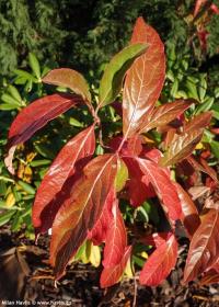 Viburnum nudum 'Pink Beauty' - kalina nahá