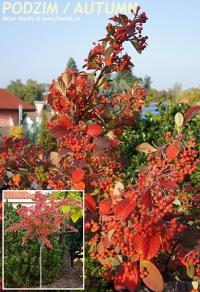 Cotoneaster lacteus - skalník bílý