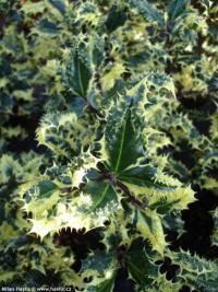 Ilex aquifolium 'Ferox Argentea' - cesmína ostrolistá
