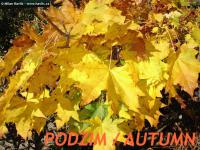 Acer platanoides 'Globosum' - javor mléč