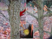 Liquidambar styraciflua 'Safro' - ambroň západní