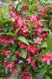 Weigela 'Nain Rouge'® - vajgélie