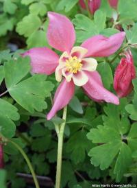 Aquilegia flabellata Spring Magic 'Rose Ivory' - orlíček vějířovitý