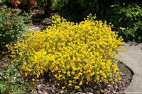 Genista lydia - kručinka lydijská