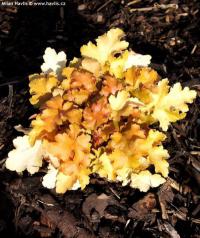 Heuchera 'Amber Waves' - dlužicha