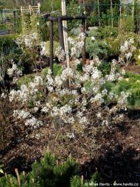 Amelanchier lamarckii - muchovník Lamarckův
