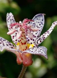 Tricyrtis formosana 'Paradise Sparkle' - liliovka, hadí lilie