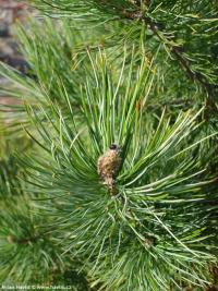 Pinus cembra 'Nana' - zakrslá borovice limba