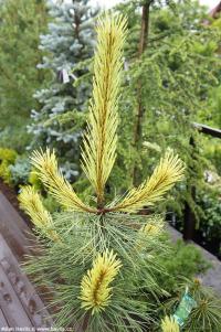 Pinus nigra 'Aurea' - borovice černá