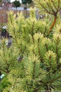 Pinus sylvestris 'Aurea' - borovice lesní