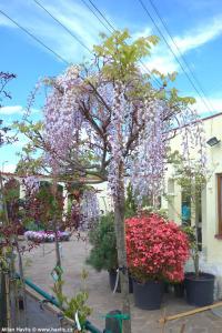 Wisteria floribunda 'Kuchi-beni' - vistárie květnatá