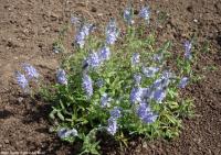 Veronica prostrata 'Nestor' - rozrazil rozprostřený
