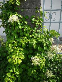 Popínavky - živé hranice: Hydrangea petiolaris