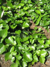 Popínavky - živé hranice: Hedera