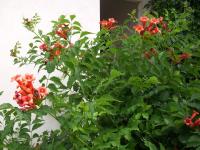 Popínavky - živé hranice: Campsis