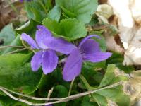 Voňavé violky: Viola odorata