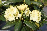 Rhododendron 'Bohlkens Laura' - pěnišník