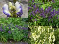 Aconitum napellus - oměj šalamounek