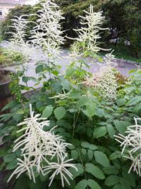 Aruncus dioicus - udatnu lesní