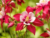Aquilegia - orlíček (PIXABAY)