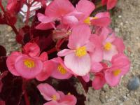 Begonia semperflorens - begonie stálekvetoucí