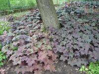 Trvalky s červenými listy: Heuchera