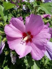 Ibišek zahradní - péče v kostce