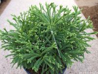 Cryptomeria japonica 'Little Champion' - kryptomérie japonská