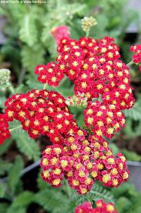 Achillea 'Tutti Frutti Pomegranate' - řebříček